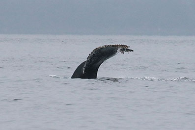 Canadareis Hans & Gina Mom - Whale watching by zodiac